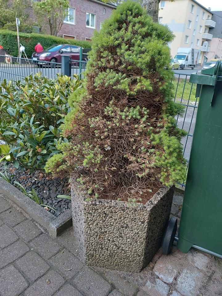 Pflanze Bäumchen Lebensbaum? mit Steinkübel zu verschenken in Oberhausen