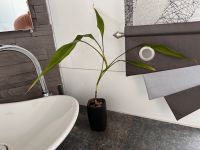 Zimmerpflanze Bambus ca 45cm hoch im schwarzen Topf Niedersachsen - Werlte  Vorschau