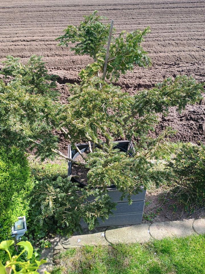 Formgehölz Taxus Eibe Pompon in Bakum