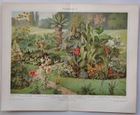 Lithographie Eichhorn Zierpflanzen Anemone Chrysanthem Chromotafe Berlin - Mitte Vorschau