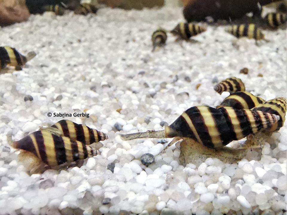 Clea Helena - Raubturmdeckelschnecke in Langen (Hessen)