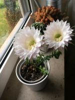 Bauerkaktus echinopsis tubiflora Baden-Württemberg - Igersheim Vorschau