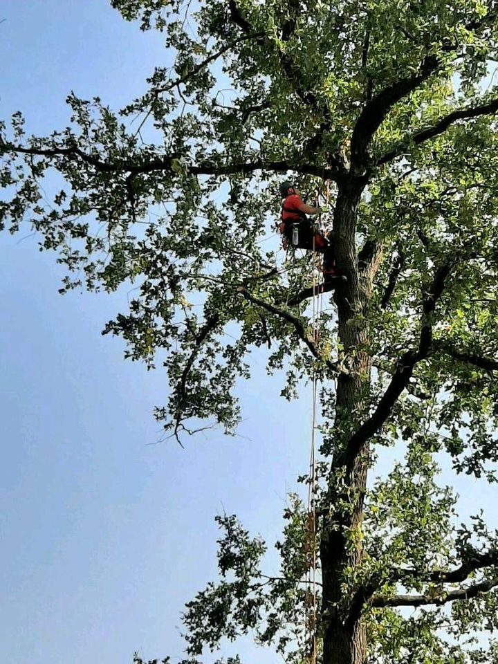 Baumfällung Baumpflege Seilklettertechnik (SKT) in Brandenburg an der Havel