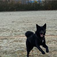 Hund Labrador Akita Mischling Herzogtum Lauenburg - Geesthacht Vorschau