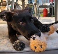 Tami – sanftes Hundebaby sucht liebe Menschen mit Herz Hessen - Runkel Vorschau