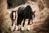 Imposante Shire Horse Stute Saphire Bayern - Bad Füssing Vorschau