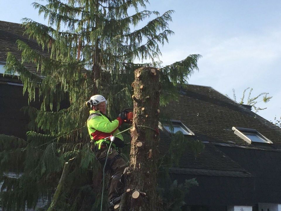 Baumpflege  / Sturmschaden / Stubbenfräsen / Baumfällung in Erwitte