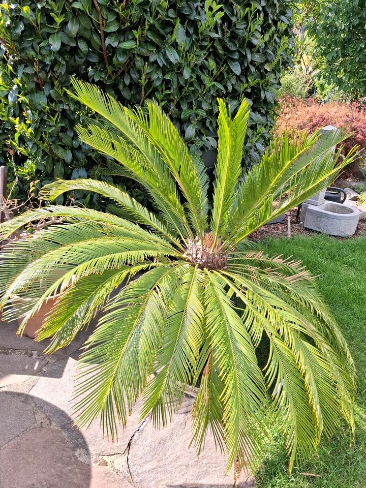 Großer Palmfarn / Cycas abzugeben in Mainhausen