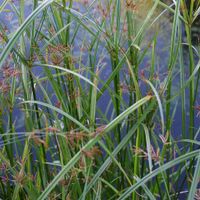 Hohes Zypergras - Cyperus longus, 10 Pflanzen Baden-Württemberg - Waiblingen Vorschau