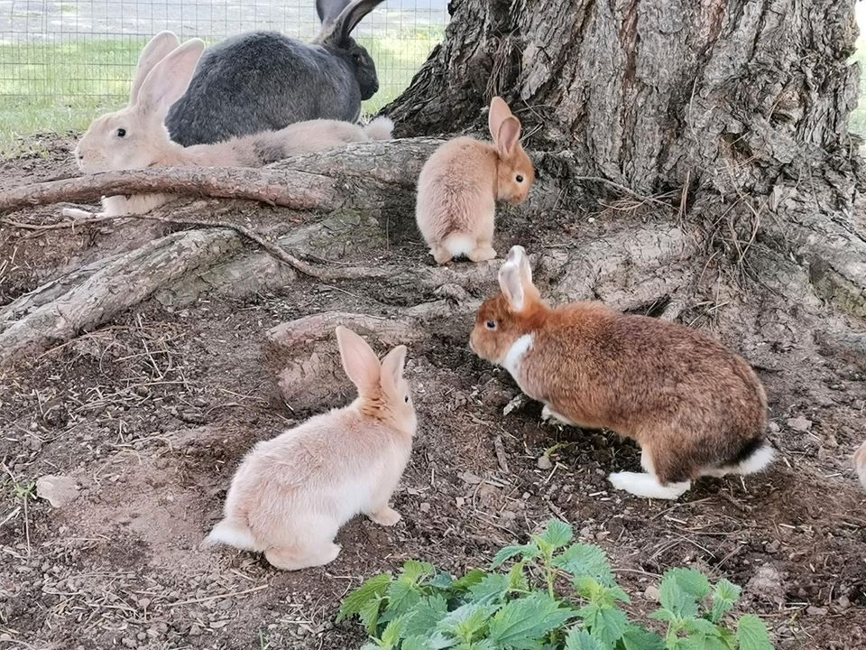 Kaninchen Jungtiere - groß- Japaner rot gelb in Göda