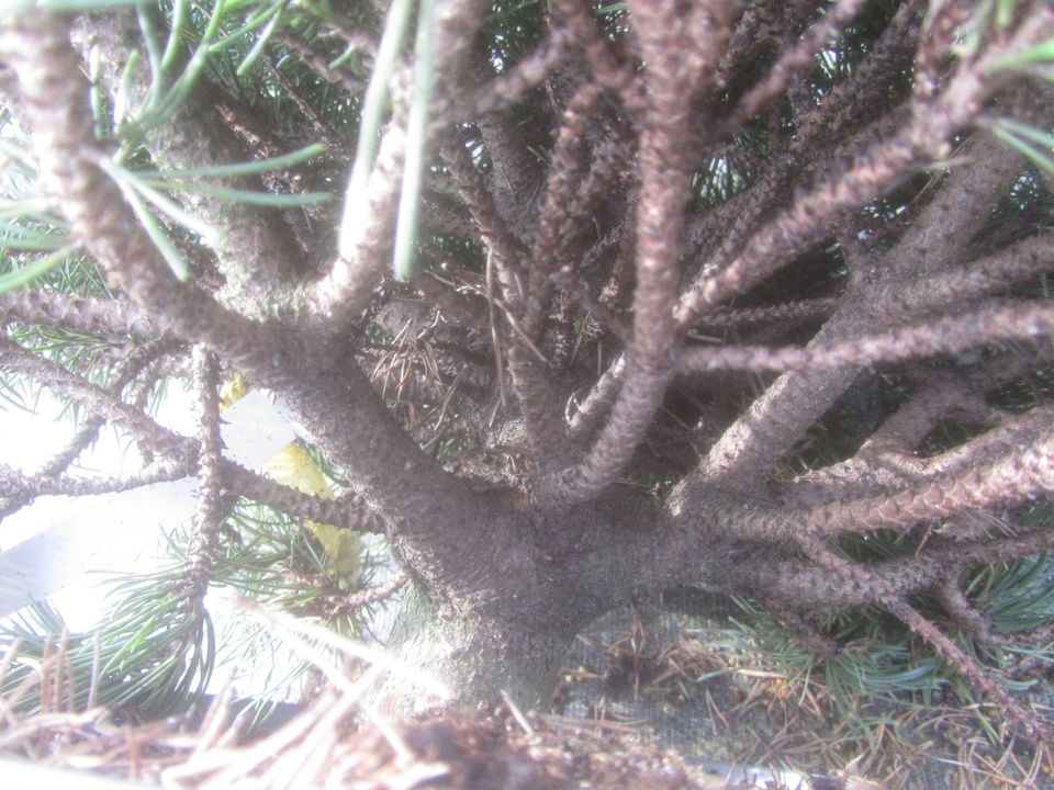 Zwergkiefer-Pinus mugo 'Klostergrün' Bonsai Rohware, Stamm 4,5 cm in Soltau