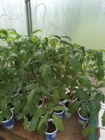 Verschiedene Tomatenpflanzen Bayern - Regen Vorschau