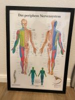 Das periphere Nervensystem Niedersachsen - Oldenburg Vorschau