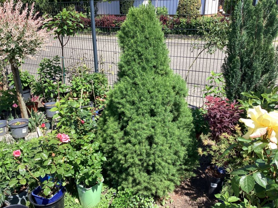 Thuja Baum Zuckerhut in Muggensturm