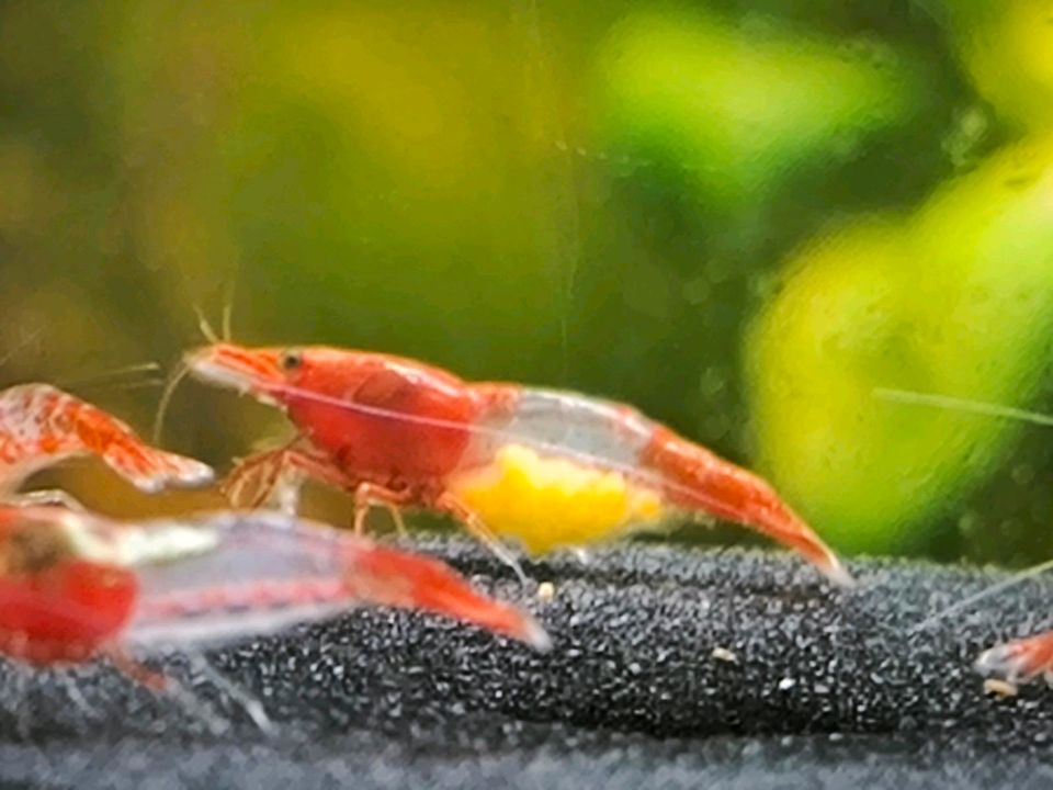 10 Zwerggarnelen,Neocaridina Red Rili in Werl