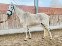 Zuchtstute / Springpferd - Quidam de Revel x Calido x Landadel Hessen - Wolfhagen  Vorschau