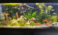 Aquarium 240l kompletter Bayern - Scheyern Vorschau