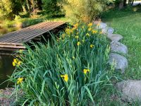 Lilien Wasserlilien aus dem Teich Gelbe Lilien Wasser Niedersachsen - Lamstedt Vorschau