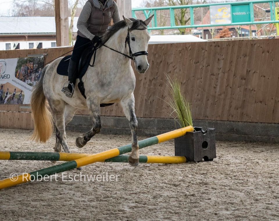 Schöne Schimmelstute mit tollem Charakter in Hürtgenwald