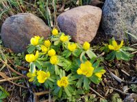 30 Winterlinge eranthis hyemalis Brandenburg - Großbeeren Vorschau