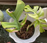 Monstera Minima  tetrasperma Zimmerpflanze steckling Nordrhein-Westfalen - Schlangen Vorschau