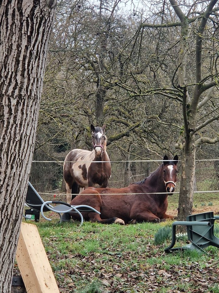 Reitbeteiligung in Pfaffenhofen