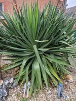 Wunderschöne große Yucca palme Nordrhein-Westfalen - Kamp-Lintfort Vorschau