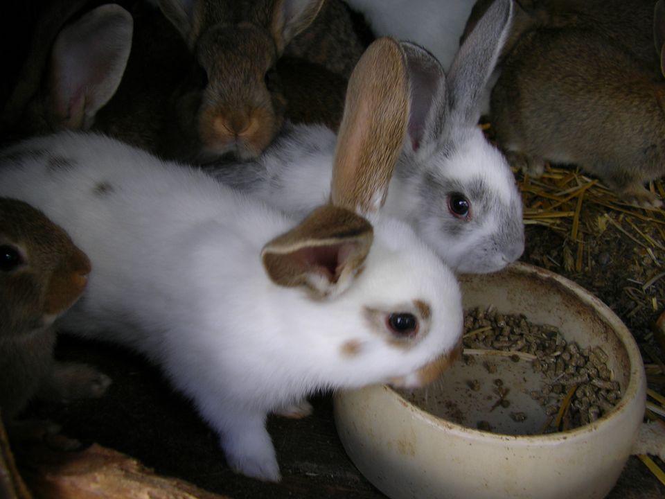 Kaninchen Riesenmix in Gyhum