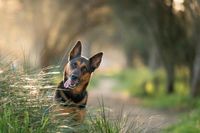 Tierfotografie / Haustierfotografie Saarland - Saarlouis Vorschau