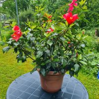 Hibiskus nicht winterhart Sachsen - Niederwürschnitz Vorschau