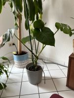 Monstera Deliciosa Köln - Roggendorf/Thenhoven Vorschau