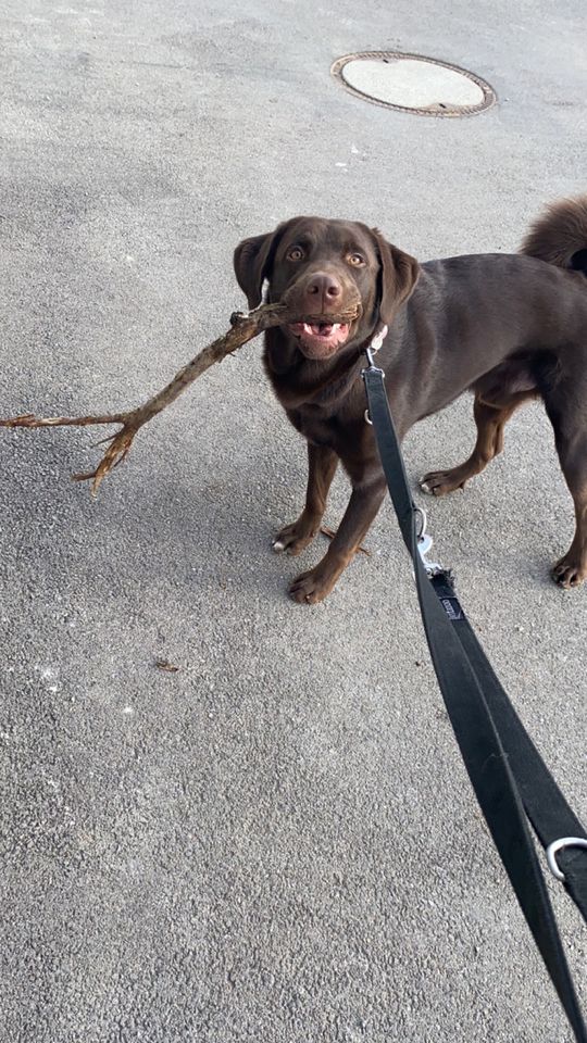 Spielkameraden für Hund in Hiltenfingen