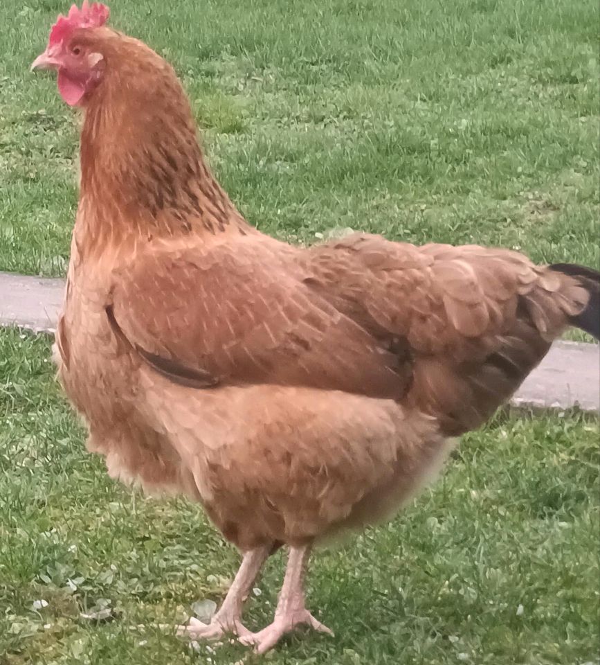 Junge Bio Legehennen - Marans Mix Legehennen mit langer Legedauer in Weilmünster