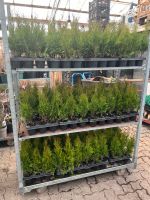 Thuja ( Lebensbaum ) Smaragd  1,50€ Hansestadt Demmin - Demmin Vorschau