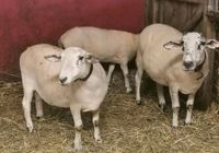 5 Schafe suchen ein neues Zuhause Nordrhein-Westfalen - Hückelhoven Vorschau