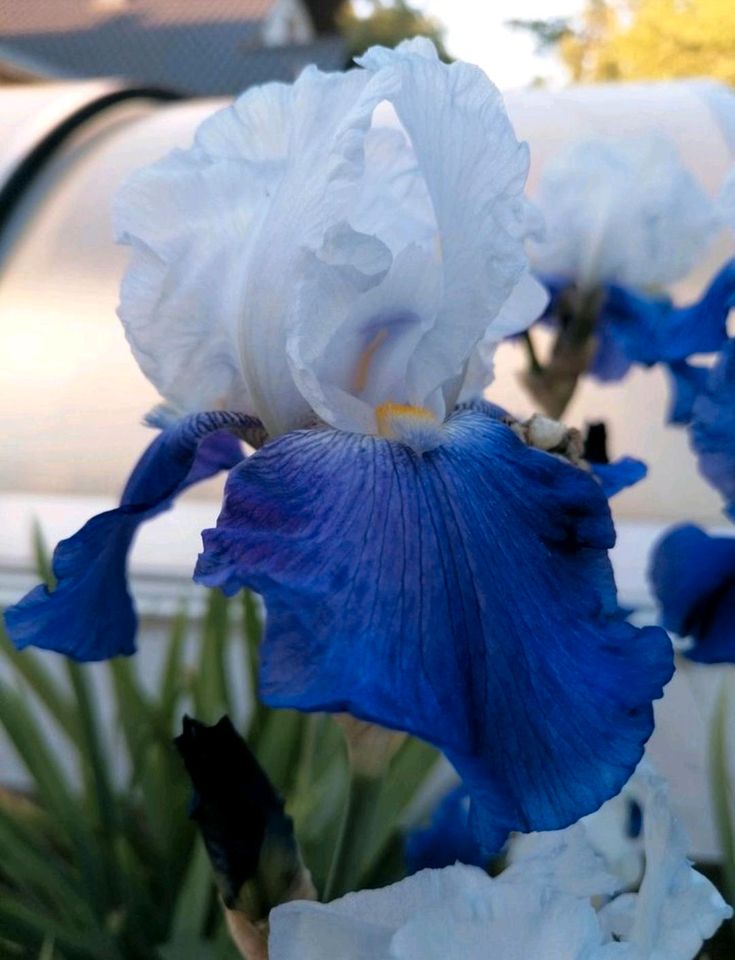 Schwertlilien Iris Stauden Insektenmagnet in Wegendorf (Altlandsberg)