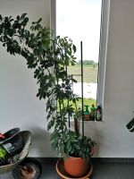 schefflera arboricola, Strahlenaralie (Zimmerpfanze, Zierpflanze) Bayern - Bodenwöhr Vorschau