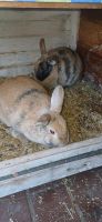 2 Kaninchen, ein Jahr alt, Jungen, mit einem Käfig Hessen - Rodgau Vorschau