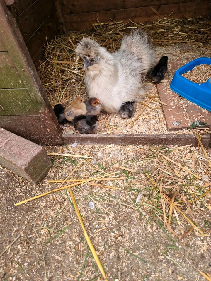 Küken, ein bis 12 Wochen,  Eintagsküken in Vaalermoor 