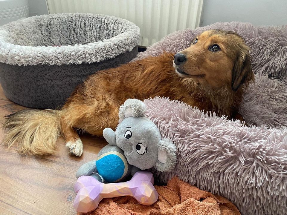 Dreibeinige Frohnatur sucht ein Zuhause ❤️ in Eppelheim