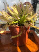 Drosera Capensis ,Alba‘ - Fleischfressende Pflanze - Karnivore Nordrhein-Westfalen - Paderborn Vorschau