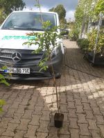 Mehlbeere Sorbus insignis 100-150cm Nordrhein-Westfalen - Simmerath Vorschau