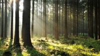 Suche: Wald oder Wiese zum Kauf in Geeste Niedersachsen - Geeste Vorschau