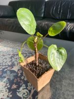 Ableger Pilea peperomioides Chinesischer Geldbaum Ufopflanze Nordrhein-Westfalen - Datteln Vorschau