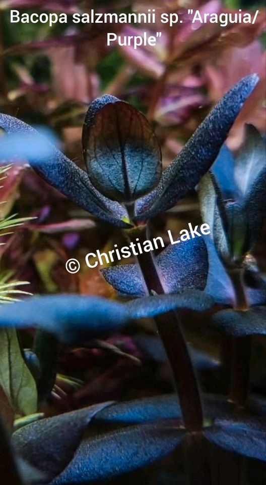 ❌ VERKAUFT ❌⭐☘️❤️Purple❤️Bacopa Salzmannii sp. Araguaia/Purple in Meppen