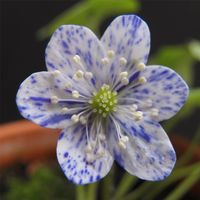 10 Korn Saatgut von Hepatica nobilis 'PRICKEL'  WEIß/BLAU Baden-Württemberg - Singen Vorschau