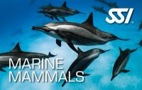 SSI Marine Mammals Ecology Dive SSI OWD AOWD online specialty Gerbstedt - Welfesholz Vorschau