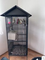 Vögel Nymphensittiche 4 zu verkaufen Nordrhein-Westfalen - Gütersloh Vorschau