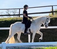 12-Jährige Islandstute / Islandpferd zu verkaufen Bayern - Alling Vorschau