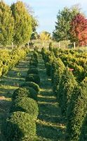 Taxus bac. Osterberg Kugeln, top + robust, zum selber Ausgraben! Nordrhein-Westfalen - Bad Sassendorf Vorschau